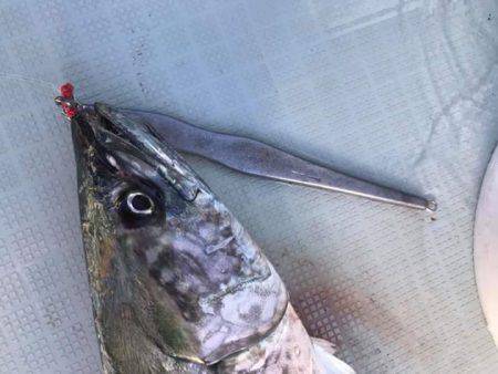 アマテラス 釣果