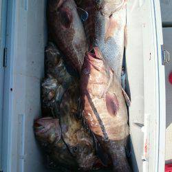 エンペラー 釣果