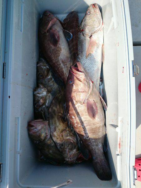 エンペラー 釣果