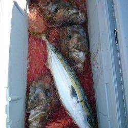 エンペラー 釣果