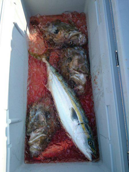 エンペラー 釣果