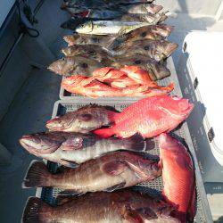 エンペラー 釣果