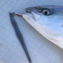 アマテラス 釣果