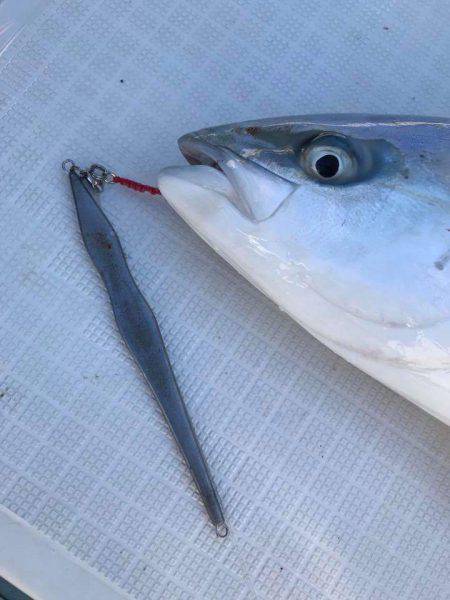 アマテラス 釣果