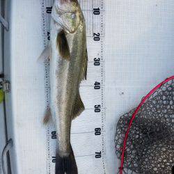 海龍丸（島根） 釣果