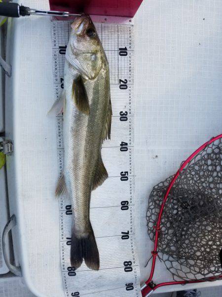 海龍丸（島根） 釣果