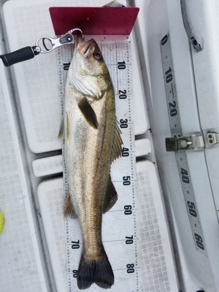 海龍丸（島根） 釣果