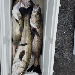 海龍丸(島根) 釣果