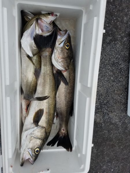 海龍丸(島根) 釣果