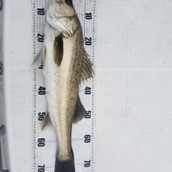 海龍丸（島根） 釣果