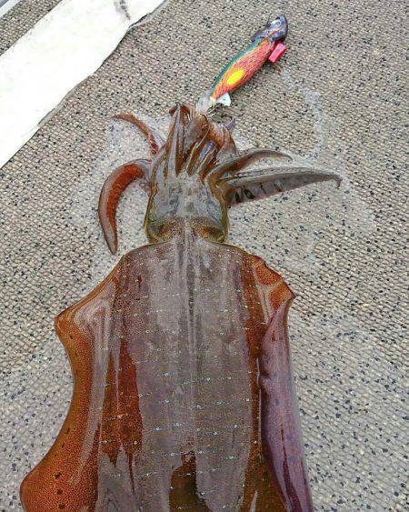 ブルースフィッシングサービス 釣果