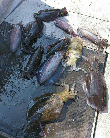 ブルースフィッシングサービス 釣果