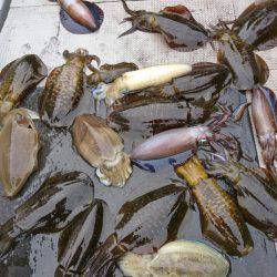 ブルースフィッシングサービス 釣果