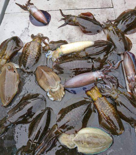 ブルースフィッシングサービス 釣果