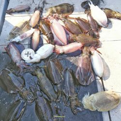 ブルースフィッシングサービス 釣果