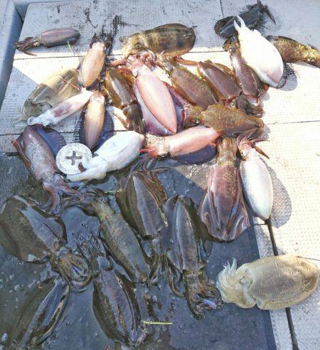 ブルースフィッシングサービス 釣果