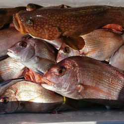 遊漁船 家入 釣果