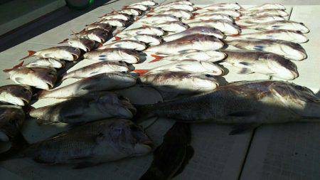 タイラバ遊漁船 ワンピース 釣果