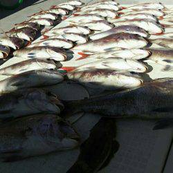 タイラバ遊漁船 ワンピース 釣果