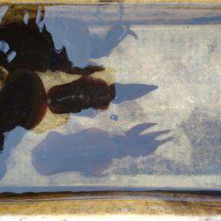 あみや渡船 JIGBOY 釣果