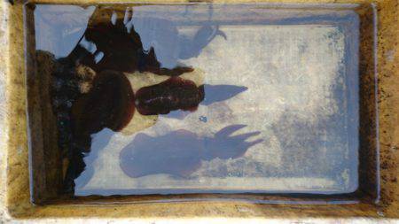 あみや渡船 JIGBOY 釣果