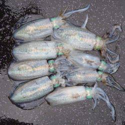 あみや渡船 JIGBOY 釣果