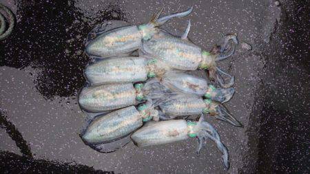 あみや渡船 JIGBOY 釣果