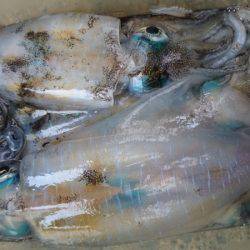 あみや渡船 JIGBOY 釣果