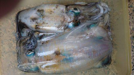 あみや渡船 JIGBOY 釣果