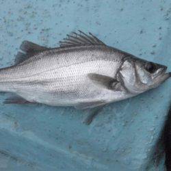 アマテラス 釣果