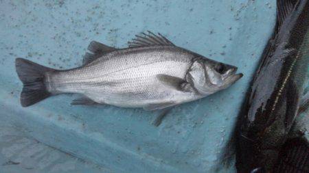 アマテラス 釣果