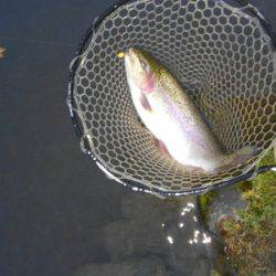 つりぼりあかし 釣果