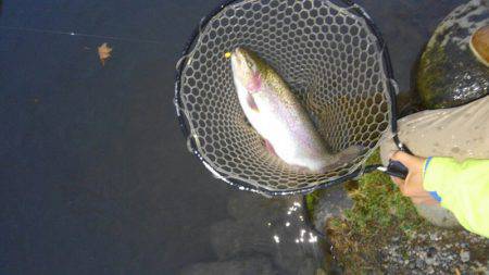 つりぼりあかし 釣果