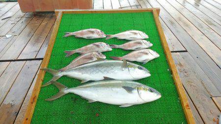海の釣堀 海恵 釣果