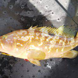 第二龍勢丸 釣果