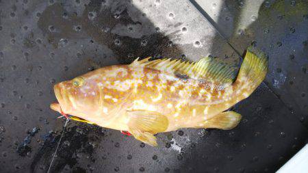 第二龍勢丸 釣果