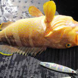 第二龍勢丸 釣果