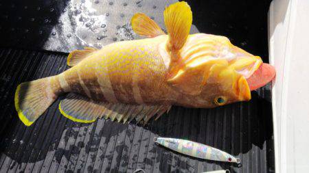 第二龍勢丸 釣果