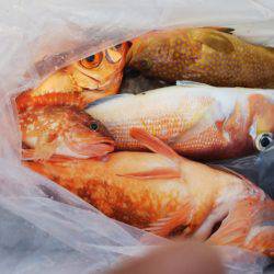 第二龍勢丸 釣果