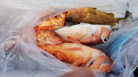 第二龍勢丸 釣果