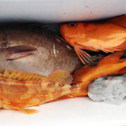 第二龍勢丸 釣果