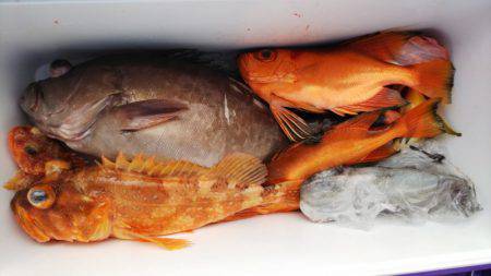 第二龍勢丸 釣果