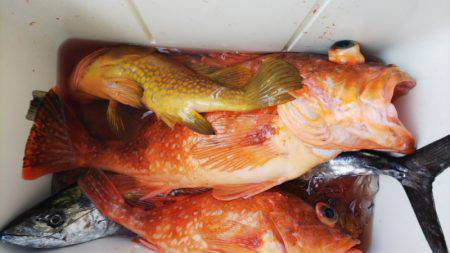 第二龍勢丸 釣果