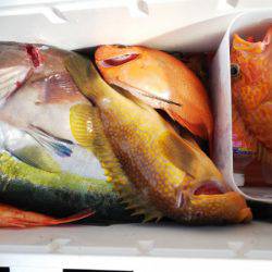 第二龍勢丸 釣果