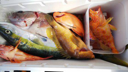 第二龍勢丸 釣果