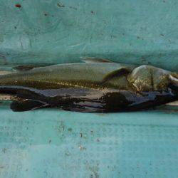 アマテラス 釣果