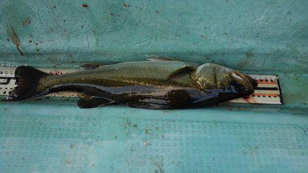 アマテラス 釣果