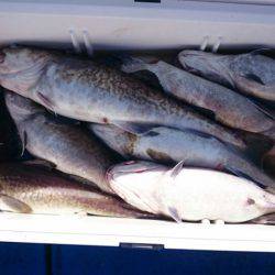 海龍丸（石川） 釣果