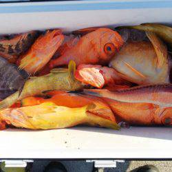 第二龍勢丸 釣果