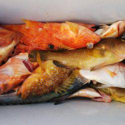 第二龍勢丸 釣果